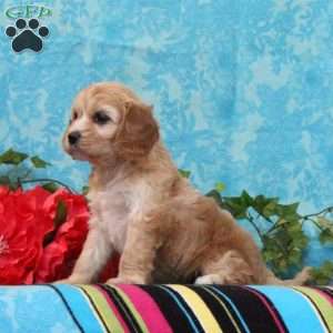 Katie, Cavalier King Charles Mix Puppy